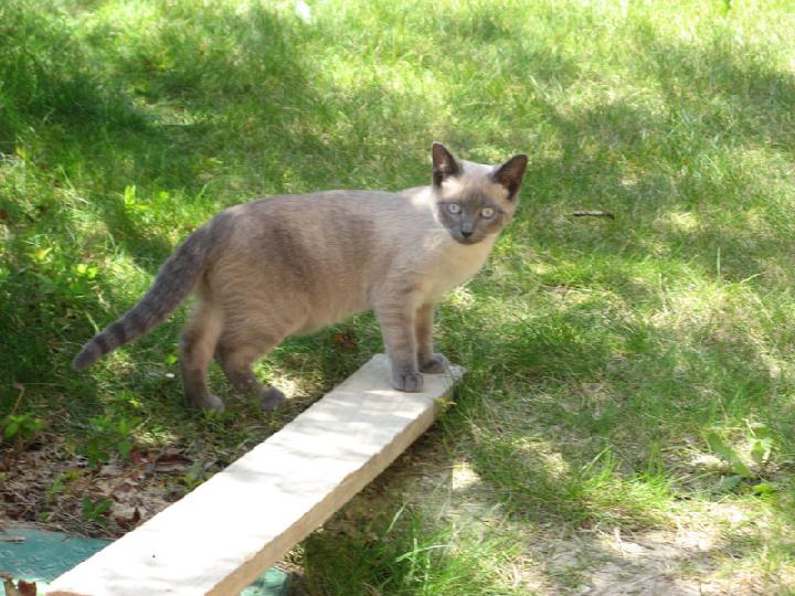 2007-04 Saphir 009.jpg